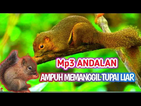 Download MP3 SUARA PIKAT ‼️ ANAK TUPAI MEMANGGIL INDUK NYA || MP3 ANDALAN HUNTING