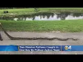 Two-For-One Special As FWC Nets Two Massive Pythons In One Day