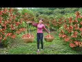 Download Lagu Harvesting Many Lychees At The Lychee Garden in the Highlands Go To Sell For Villager