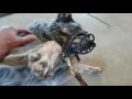 Blue heeler dog human aggression day 2