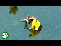 Firefighter Makes Deer Feel Safe During Rescue