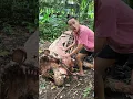 Download Lagu Sapi Tidur 🐮