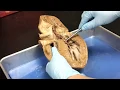 Pig heart Anatomy - Lab