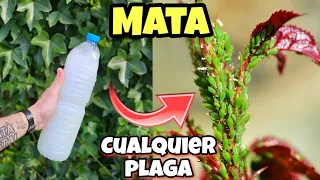 ESTO es MIL VECES + potente que LOS Insecticidas comerciales! Elimina bichos o plagas de Las Plantas