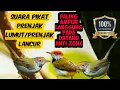 Download Lagu Suara pikat prenjak lancur paling ampuh