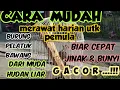 Lagu Merawat harian burung PELATUK BAWANG untuk Pemula.. dari MH  Liar biar cpt jinak \u0026  Gacor..!!!
