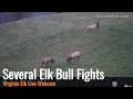 Clash of the Titans Intense Bull Elk Battles at Virginia Elk Cam