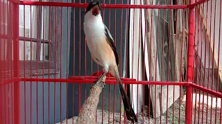 Download Cendet gacor isian kenari - kolibri prenjak sikatan kipas, pancingan cendet agar gacor MP3
