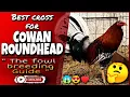 Some of the great combination of this Cowan Roundhead chicken
