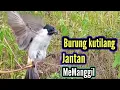 Download Lagu Suara Burung Kutilang Jantan MeManggil