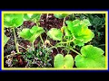 Pruning Pumpkin Plants EASY