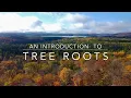 An Introduction to Tree Roots