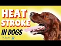 Heat Stroke in Dogs Signs and Emergency Treatment