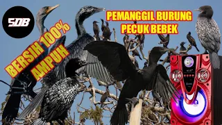 Download 🟡suara burung pecuk bebek || pecuk hitam MP3