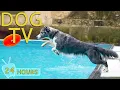 Download Lagu DOG TV: All-Day Relaxing Videos for Dogs When Home Alone - Calming Collection Music for Dogs