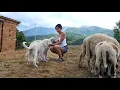Download Lagu #24 IL MIO PRIMO GREGGE | VITA RURALE TRA PECORE E NATURA SELVAGGIA