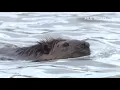 10-year-old girl attacked by beaver at Seneca Creek State Park marks third incident in MD this month