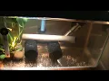 Hatching Angel Fish Eggs without the parents
