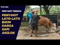 Download Lagu Waspada lato-lato, penyakit yang bikin harga sapi di Gunungkidul anjlok