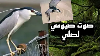 صوات طار صيومي لصلي 