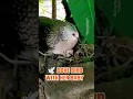 Download Lagu 🕊️ ঘুঘু পাখি ও তার আদরের বাচ্চা 😍 | Mother Dove with Her Cute Baby | #shorts #bird #nature #sd2k402