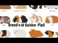 Breeds of Guinea pigs Pets mania