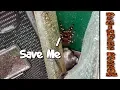 Craigslist Pet Rescue - Beginners Burrow