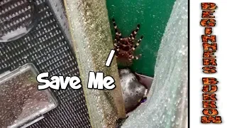 Craigslist Pet Rescue - Beginners Burrow