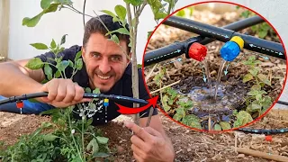 اليوم مددت شبكة ري بالتنقيط للبيت💧 بتكلفة بسيطة، تعلم طريقة تديد شبكة ري بالتقطير!
