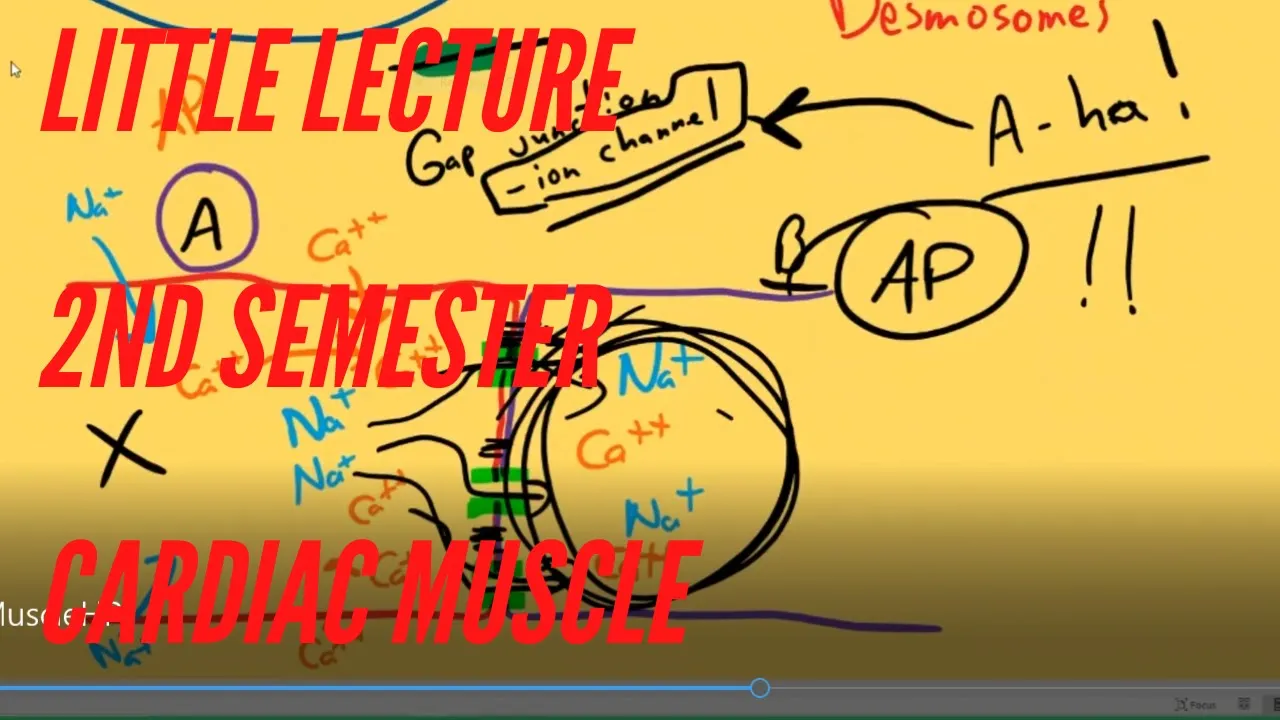 Little Lecture 2nd Semester Cardiac Muscle