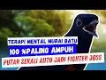 Tes mental Fighter Jadikan Murai Fighter Jos, Pancingan Murai metal Murai Batu