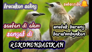 di rekomendasikan suara trucuk alam liar sahutan buat pancingan burung baru ombyokan