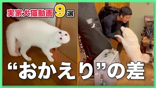 【温度差エグい9選】実家に帰ったら犬猫の反応が両極端すぎた😭｜PECO