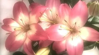               ليه بنخبي و مش بنقول                          دندنها