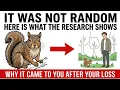 The Squirrel That Came After You Lost Someone Was Not Random Here Is What the Research Shows