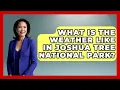 What Is The Weather Like In Joshua Tree National Park - Exploring Campgrounds