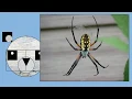 Itsy Bitsy Spider Music Video
