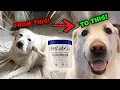PetLab Co Probiotic Chew Review Does It Help Seasonal Dog Allergies