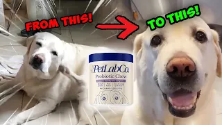 PetLab Co Probiotic Chew Review Does It Help Seasonal Dog Allergies