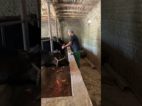 To’liq video kanalimizda