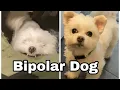 Bipolar Dog is Sweet then Attacks Before After