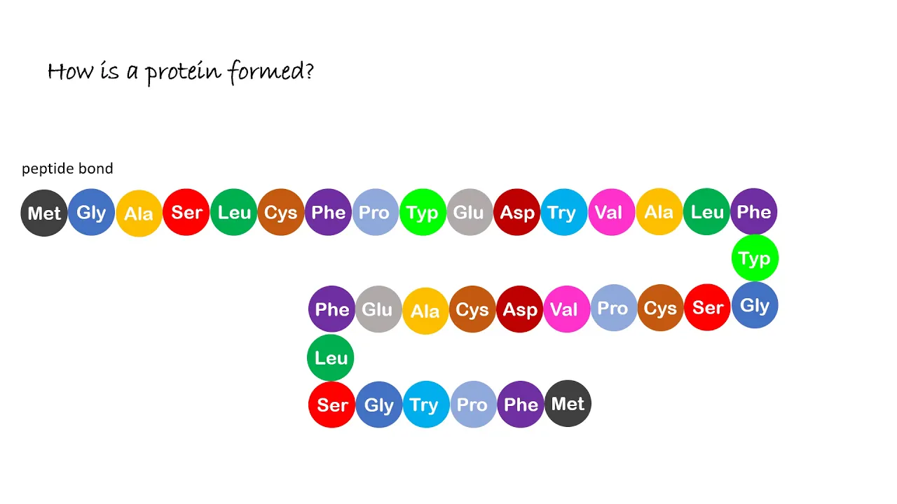Amino Acid and Protein Structure