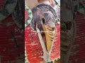 Download Lagu Aksesoris Baju Penari Suku Dayak Siang Untuk Menyambut Tamu di Kalimantan #kalimantan #borneo