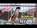 Download Lagu burung cendet gacor AMPUH BONGKAR ISIAN PANCINGAN CENDET AGAR BUNYI bikin BURUNG PENTET GACOR EMOSI