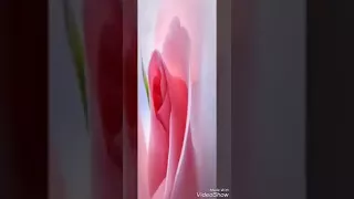 يا بنات يلي القلاب رادك ما بدلك بل مليني 