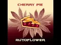 EVERYTHING YOU NEED TO KNOW ABOUT CHERRY PIE STRAIN