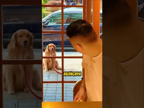 Anjing lucu ini malah nggak mau bergerak 😅