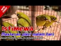 Download Lagu Masteran pleci MALAM HARI durasi panjang \u0026 jernih agar CEPAT GACOR ngalas nembak