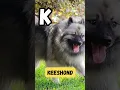 K9 Cadence ABCs K for Keeshond Dog Names Series for Kids