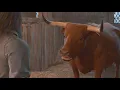 Baldur s Gate 3 - The Dark Urge Meets Suspicious Ox